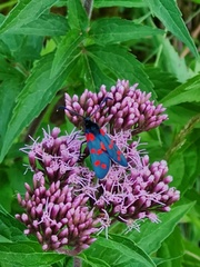 Eupatorium cannabinum cannabinum