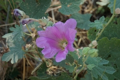 Alcea setosa