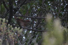 Sphenoeacus afer afer