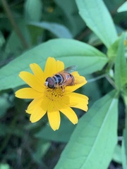 Palpada vinetorum