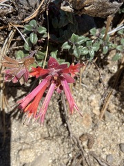 Monardella macrantha macrantha