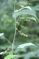 Dioscorea nipponica