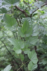 Dioscorea nipponica