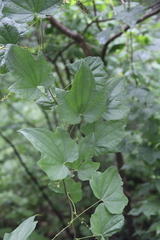 Dioscorea nipponica