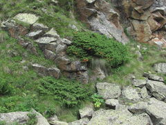 Juniperus communis hemisphaerica