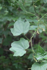 Dioscorea nipponica