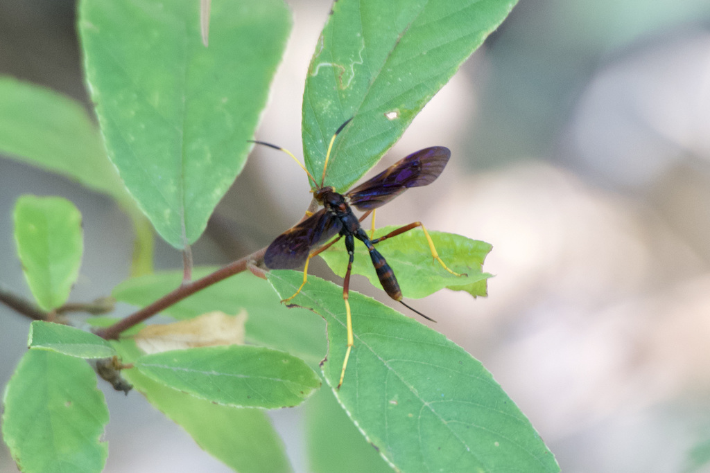 Joppidium discolor