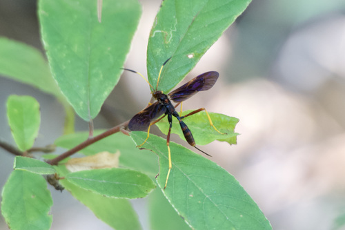 Joppidium discolor