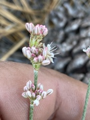 Eriogonum wrightii oresbium