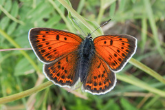 Lycaena candens