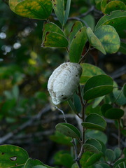 Polyspilota aeruginosa