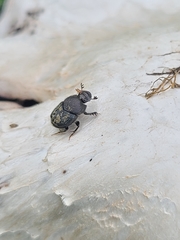 Onthophagus hecate