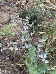 Thalictrum squarrosum