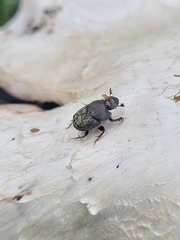 Onthophagus hecate