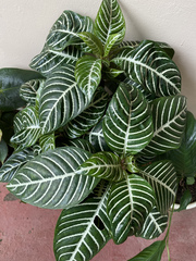 Aphelandra squarrosa