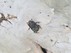 Onthophagus hecate