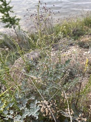 Thalictrum squarrosum