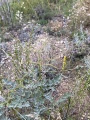 Thalictrum squarrosum