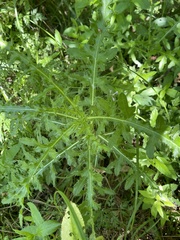 Cirsium arvense arvense