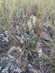 Astragalus lupulinus