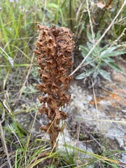 Orobanche coerulescens