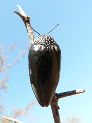 Sternocera orissa orissa