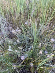 Oxytropis selengensis