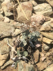 Eriogonum panamintense