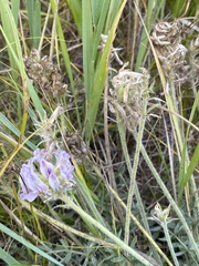 Oxytropis selengensis
