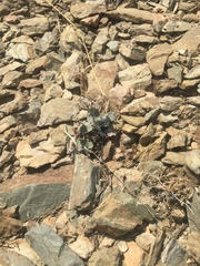 Eriogonum panamintense