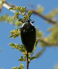 Sternocera orissa orissa