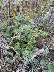 Pulsatilla ambigua