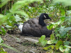 Branta canadensis occidentalis