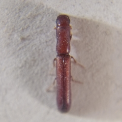 Colydiinae
