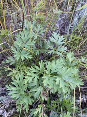 Pulsatilla ambigua