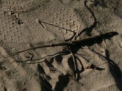 Bactrododema reyi