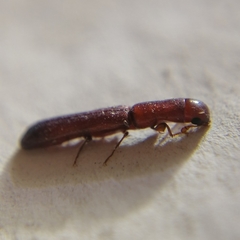 Colydiinae