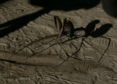 Bactrododema reyi
