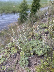 Artemisia cuspidata