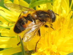 Helophilus lapponicus