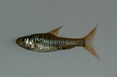 Enteromius fasciolatus