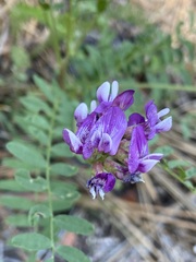 Astragalus gruinus