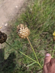 Centaurea orientalis