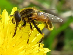 Helophilus lapponicus