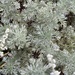 Artemisia sericea - Photo (c) Alla Verkhozina, some rights reserved (CC BY-NC), uploaded by Alla Verkhozina