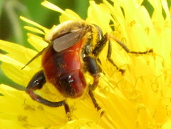 Polydontomyia curvipes