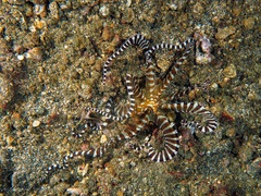 Wunderpus photogenicus