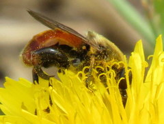 Polydontomyia curvipes