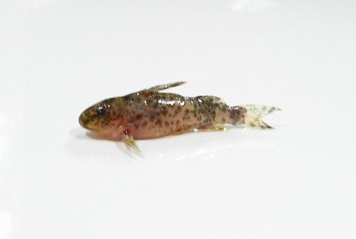 Blackspotted squeaker (Synodontis nigromaculatus) — Mochokidae — 3