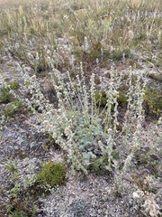 Artemisia cuspidata